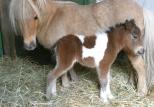 Small picture of Lillybelle of Northstar 40p. Sld.